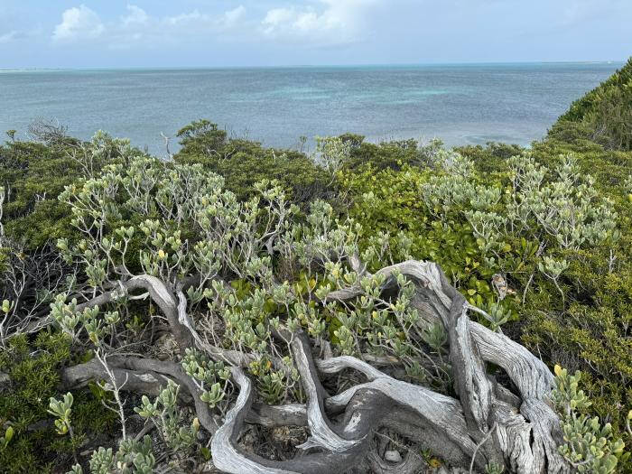 Photograph of a heavily forested landscape overlooking water